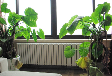 汽车散热器恒盛日防暑大作战